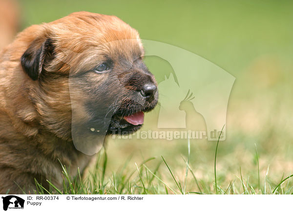 Harzer Fuchs Welpe / Puppy / RR-00374