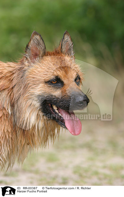 Harzer Fuchs Portrait / Harzer Fuchs Portrait / RR-00387