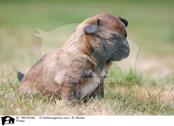 Harzer Fuchs Welpe / Puppy / RR-00398