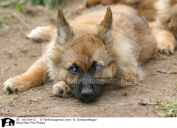 Harzer Fuchs Welpe / Harzer Fuchs Puppy / SS-00412