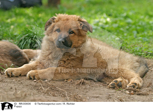 Harzer Fuchs Welpe / Puppy / RR-00606