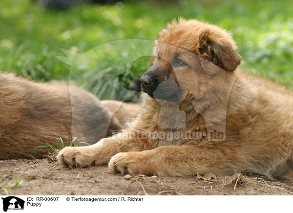 Harzer Fuchs Welpe / Puppy / RR-00607