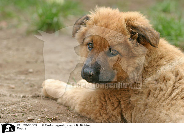 Harzer Fuchs Welpe / Puppy / RR-00609