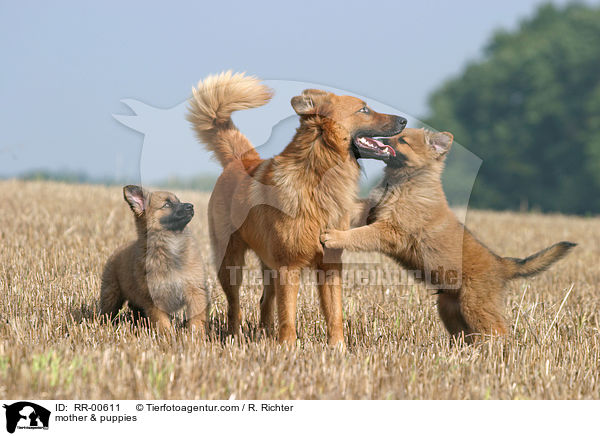 Harzer Fuchs Mutter & Welpen / mother & puppies / RR-00611