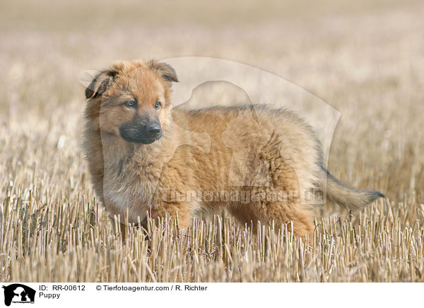 Harzer Fuchs Welpe / Puppy / RR-00612