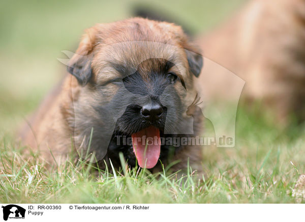 Harzer Fuchs Welpe / Puppy / RR-00360