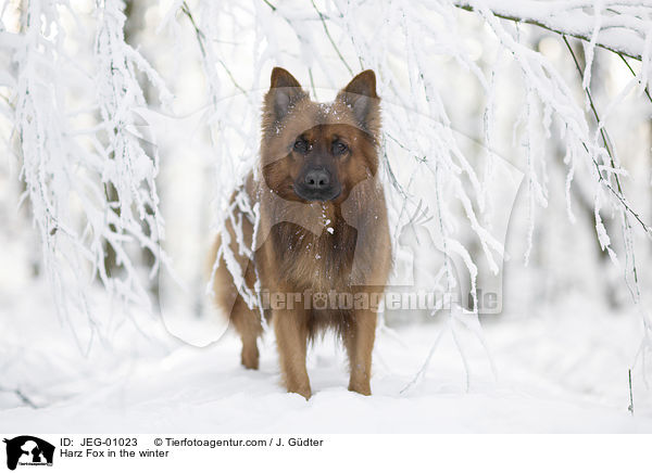 Harzer Fuchs im Winter / Harz Fox in the winter / JEG-01023