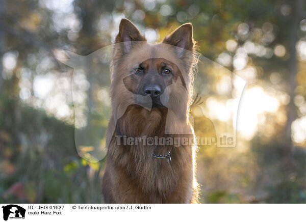 male Harz Fox / JEG-01637