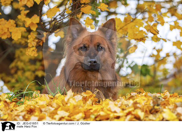 male Harz Fox / JEG-01651