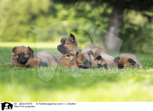 Harz Fox puppies / JEG-01675