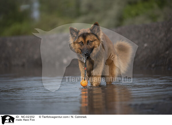male Harz Fox / NC-02352