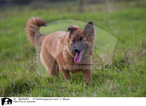 Harz Fox in summer / JM-09483
