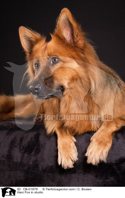 Harz Fox in studio / CB-01878