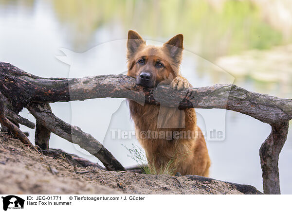 Harz Fox in summer / JEG-01771