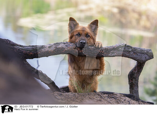 Harz Fox in summer / JEG-01772
