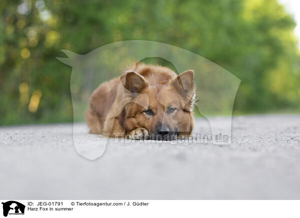 Harz Fox in summer / JEG-01791