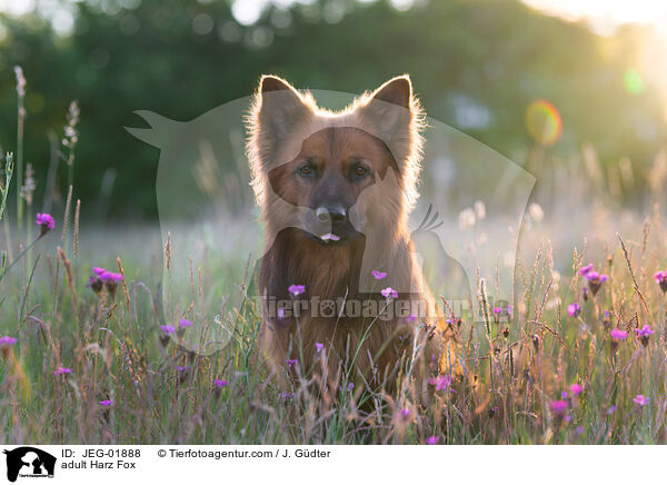 adult Harz Fox / JEG-01888