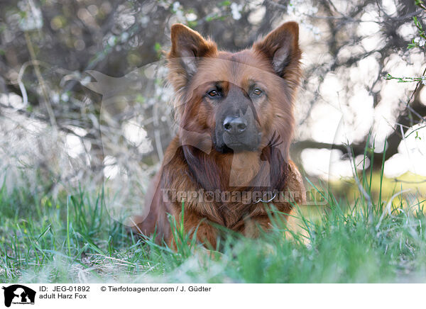 adult Harz Fox / JEG-01892