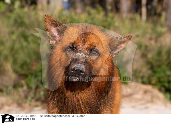 ausgewachsener Harzer Fuchs / adult Harz Fox / JEG-01952
