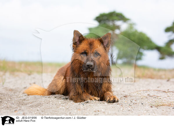 ausgewachsener Harzer Fuchs / adult Harz Fox / JEG-01956