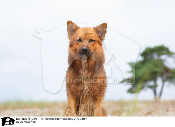 adult Harz Fox / JEG-01960