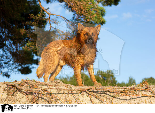 adult Harz Fox / JEG-01979
