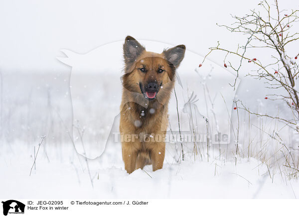 Harzer Fuchs im Winter / Harz Fox in winter / JEG-02095