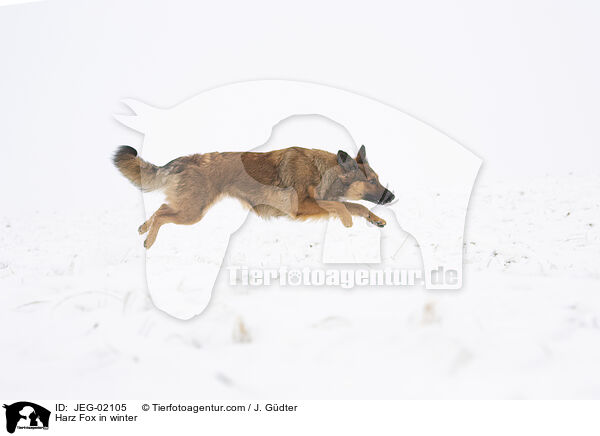Harz Fox in winter / JEG-02105