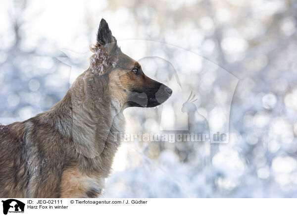 Harz Fox in winter / JEG-02111