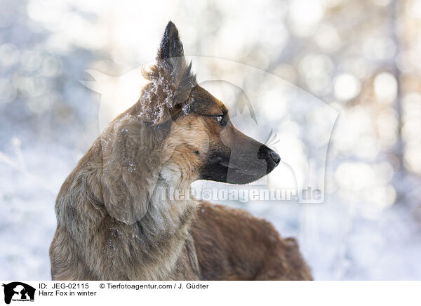 Harz Fox in winter / JEG-02115