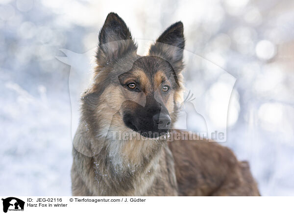 Harz Fox in winter / JEG-02116