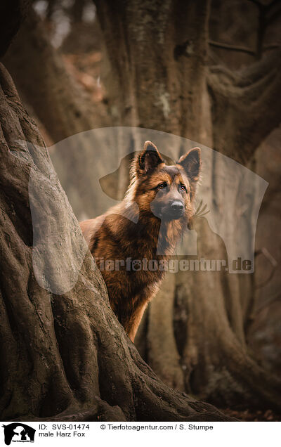 male Harz Fox / SVS-01474