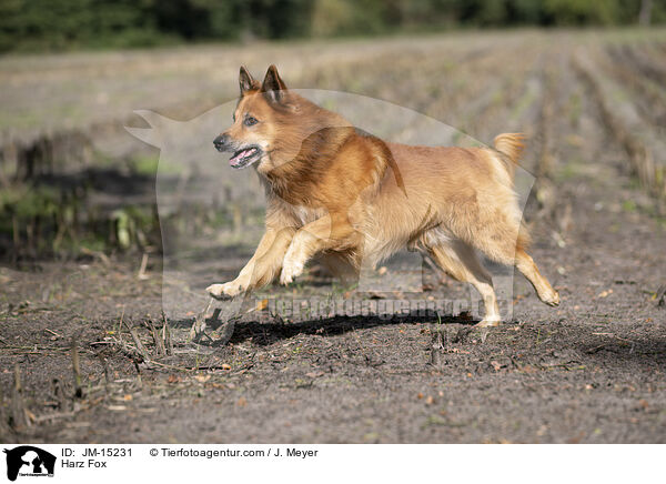 Harzer Fuchs / Harz Fox / JM-15231