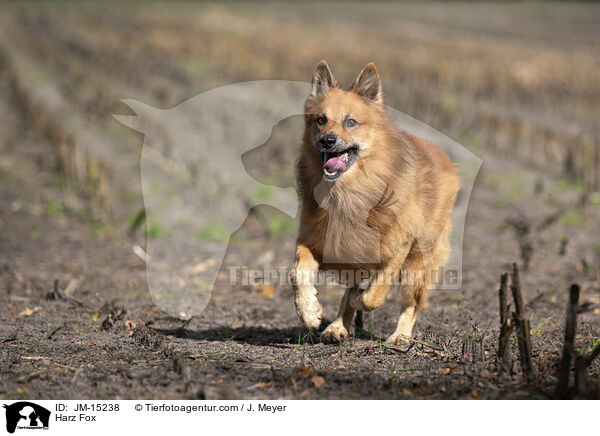 Harzer Fuchs / Harz Fox / JM-15238