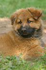 Harz Fox puppy Portrait