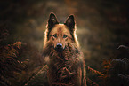 Harz Fox portrait
