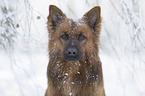 Harz Fox in the winter