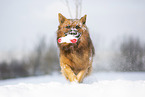playing Harz Fox