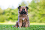 Harz Fox Puppy