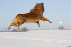 jumping Harz Fox