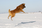 jumping Harz Fox