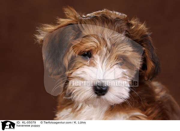 Havaneser Welpe / havanese puppy / KL-05079