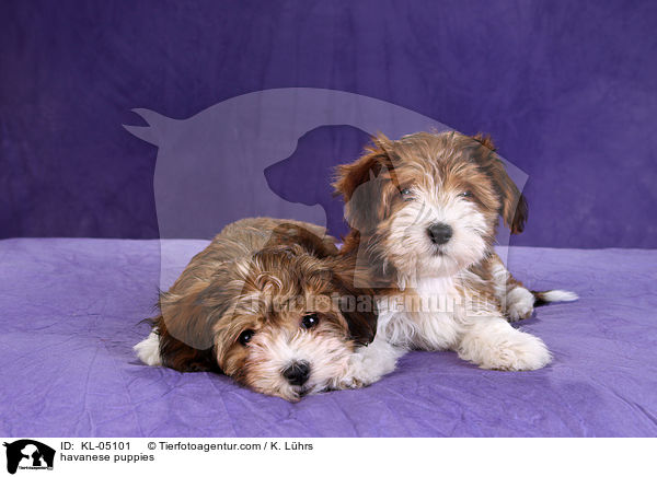 Havaneser Welpen / havanese puppies / KL-05101