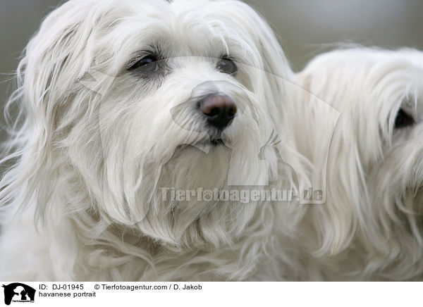 Havaneser Portrait / havanese portrait / DJ-01945