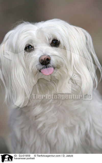 Havaneser Portrait / havanese portrait / DJ-01959