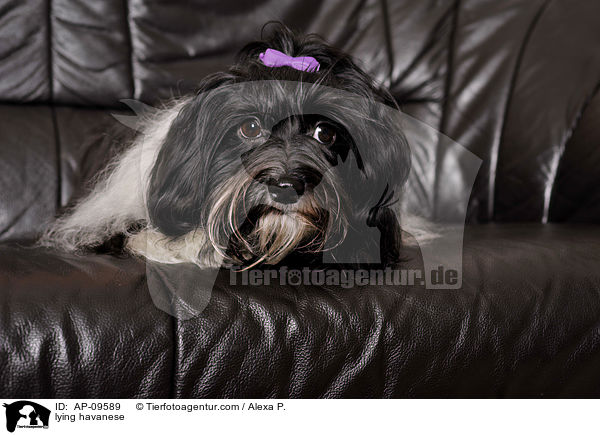 liegender Havaneser / lying havanese / AP-09589