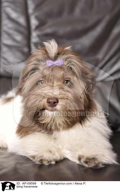 liegender Havaneser / lying havanese / AP-09599