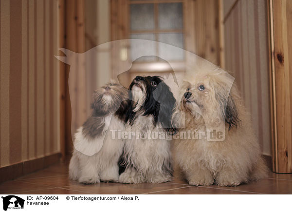 Havaneser / havanese / AP-09604