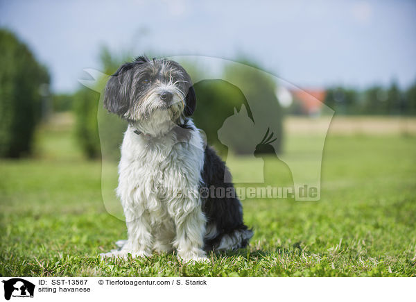 sitzender Havaneser / sitting havanese / SST-13567