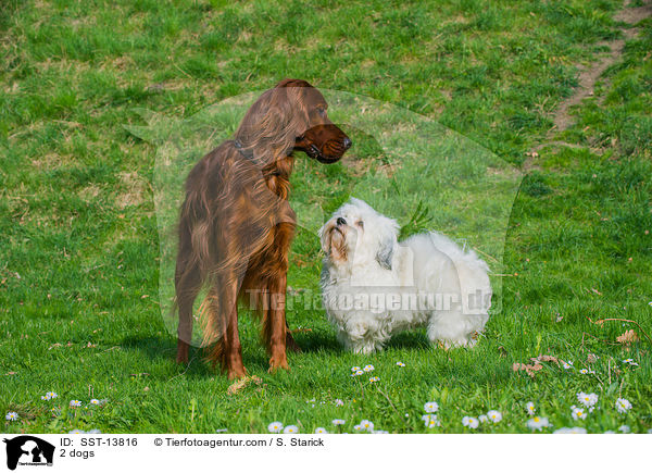 2 Hunde / 2 dogs / SST-13816